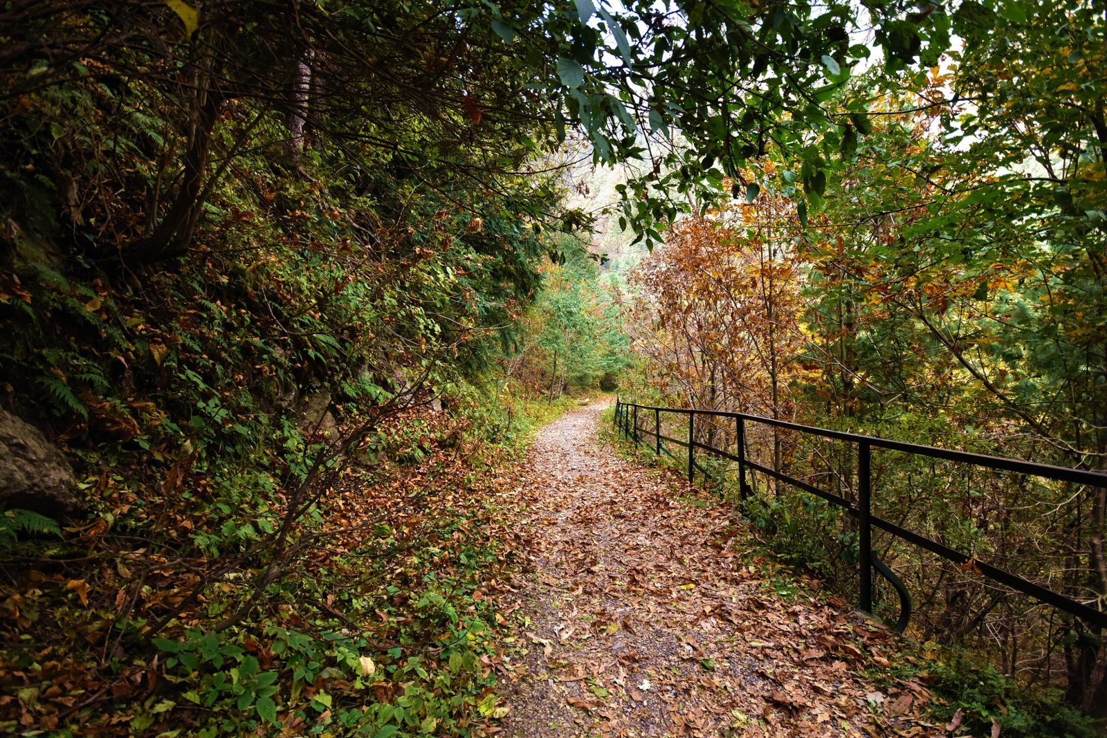 Ayubia National Park